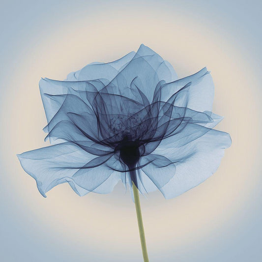 Image Only