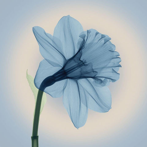 Veiled Blossom, Blue White Modern Wood Framed Art Print by Anonymous