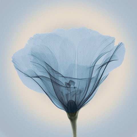 Poppy in Lace, Blue White Modern Wood Framed Art Print by Anonymous