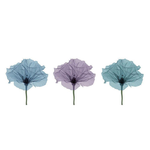 Three Flowers in Color Black Modern Wood Framed Art Print with Double Matting by Anonymous