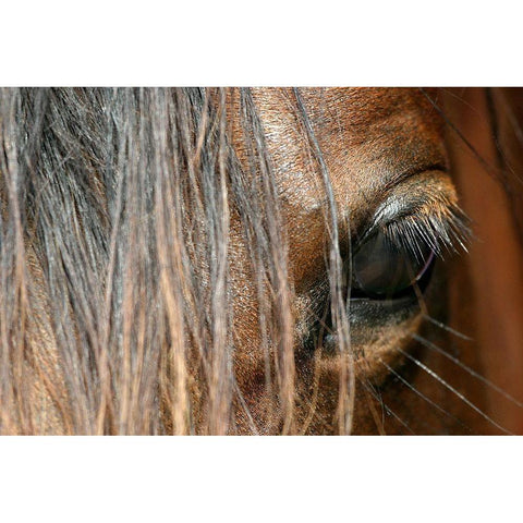 Beautiful close-up of a Horse Black Modern Wood Framed Art Print with Double Matting by Schalke, Melissa