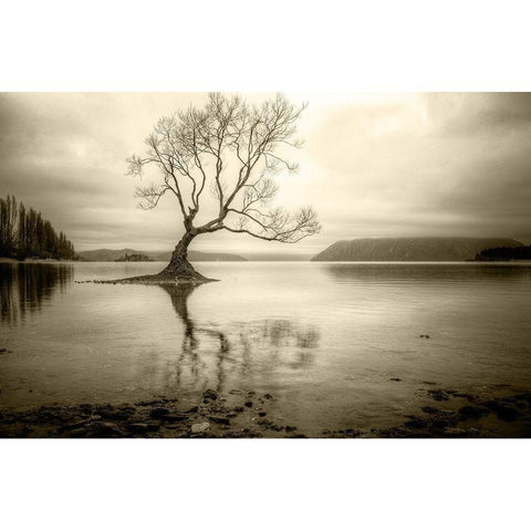 Lone Tree in a Lake Black Modern Wood Framed Art Print with Double Matting by Rushton, Ian