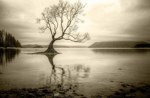 Lone Tree in a Lake White Modern Wood Framed Art Print with Double Matting by Rushton, Ian