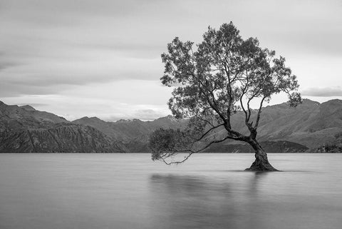 Iconic Lake Tree Black Ornate Wood Framed Art Print with Double Matting by Anon