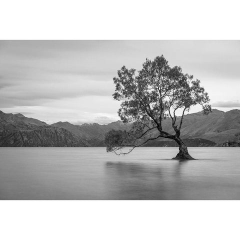 Iconic Lake Tree Black Modern Wood Framed Art Print with Double Matting by Anon