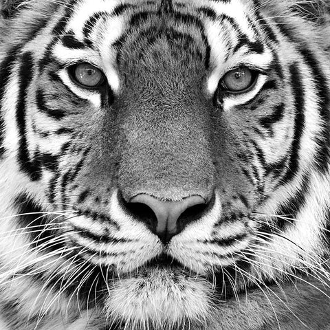Tiger Portrait White Modern Wood Framed Art Print by Kozlov, Oleg