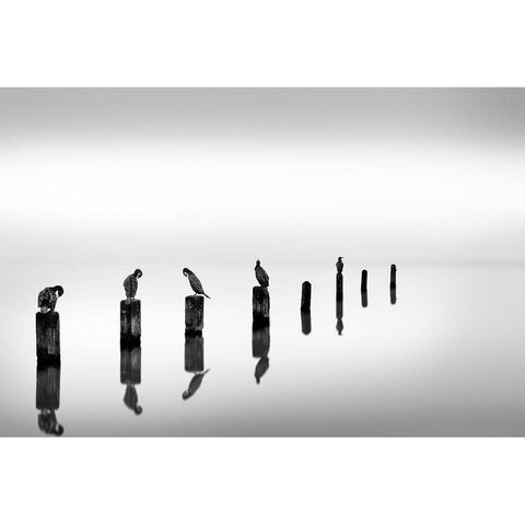 Birds on Sea Poles Black Modern Wood Framed Art Print with Double Matting by Digalakis, Georgios