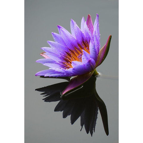 Lotus Flower in Pond White Modern Wood Framed Art Print by Luo, X.