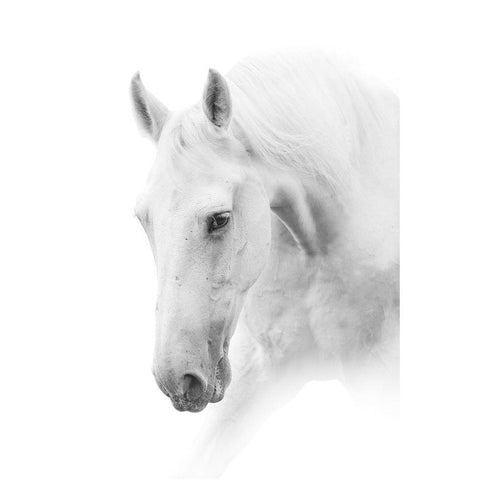 White Horse on White White Modern Wood Framed Art Print by Itina, Marina