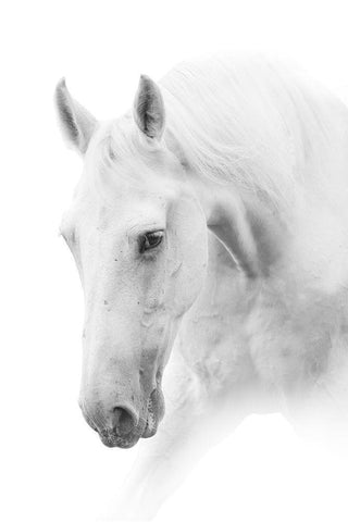 White Horse on White Black Ornate Wood Framed Art Print with Double Matting by Itina, Marina