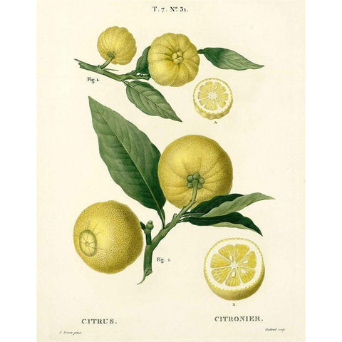 Lemon Plant Botanical White Modern Wood Framed Art Print by Anonymous