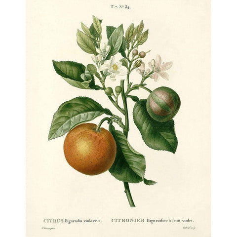 Citrus Plant Botanical Gold Ornate Wood Framed Art Print with Double Matting by Anonymous