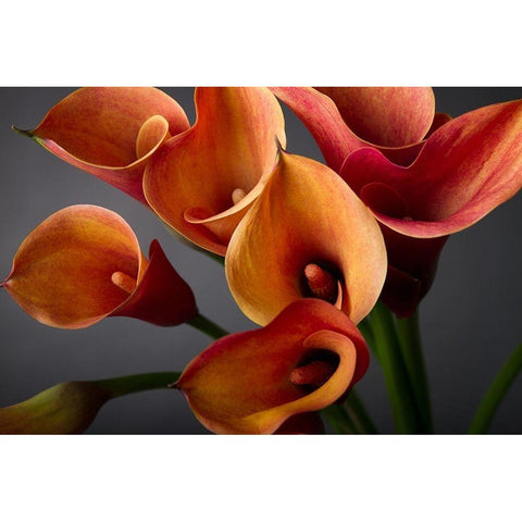 Orange Calla Lilies Black Modern Wood Framed Art Print with Double Matting by Anonymous