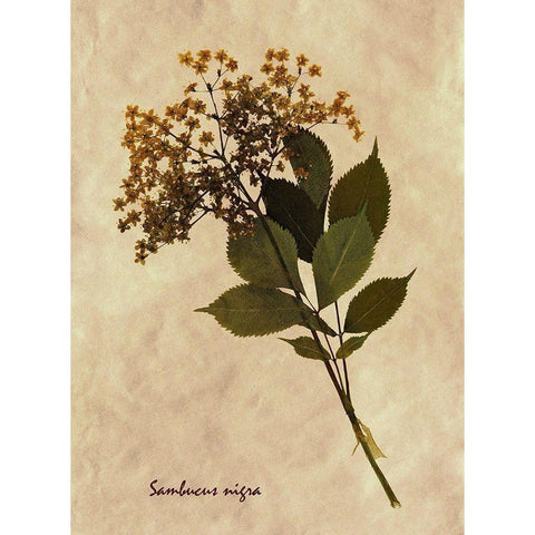 Pressed and Dried Antique Floral Black Modern Wood Framed Art Print by Anonymous