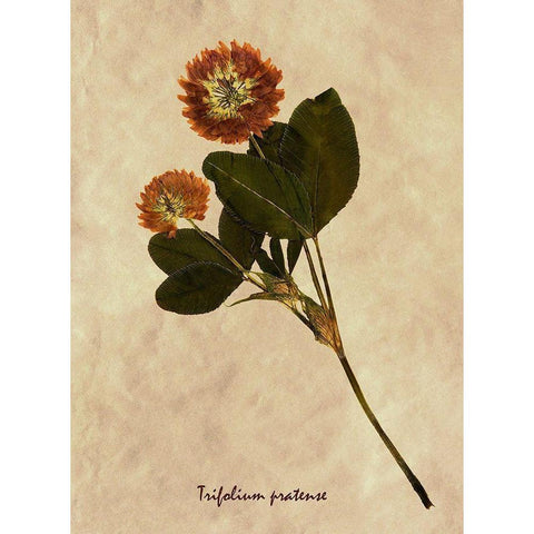 Pressed and Dried Red Clover White Modern Wood Framed Art Print by Anonymous