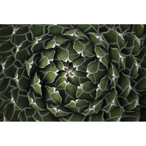 Circular Pattern Succulent White Modern Wood Framed Art Print by Brown, Katrina