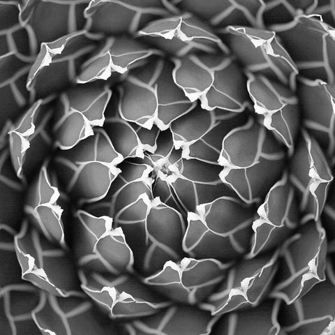 Succulent BW Black Modern Wood Framed Art Print by Brown, Katrina