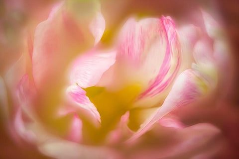 Close up of peony flower Black Ornate Wood Framed Art Print with Double Matting by Frates, Dennis