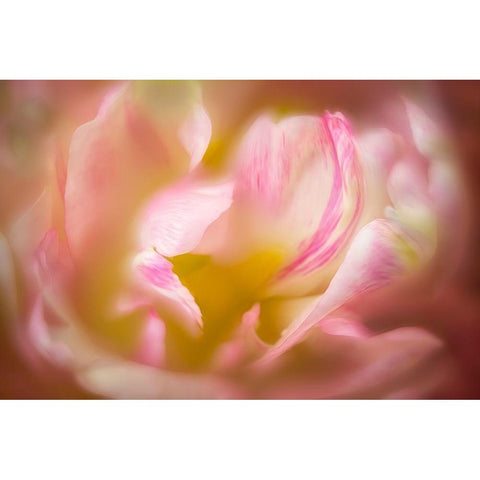Close up of peony flower Black Modern Wood Framed Art Print by Frates, Dennis