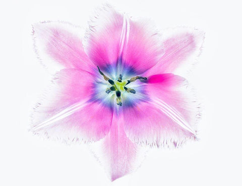 Close up of open tulip Black Ornate Wood Framed Art Print with Double Matting by Frates, Dennis