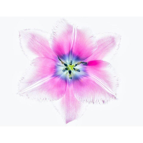 Close up of open tulip Gold Ornate Wood Framed Art Print with Double Matting by Frates, Dennis