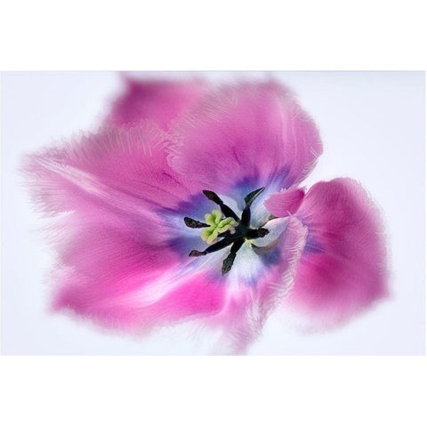 Close up of tulip flower Gold Ornate Wood Framed Art Print with Double Matting by Frates, Dennis