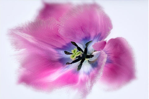 Close up of tulip flower White Modern Wood Framed Art Print with Double Matting by Frates, Dennis