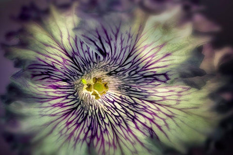 Close up of petunia flower Black Ornate Wood Framed Art Print with Double Matting by Frates, Dennis
