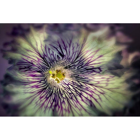 Close up of petunia flower White Modern Wood Framed Art Print by Frates, Dennis