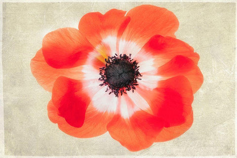 Close up of Anemone flower White Modern Wood Framed Art Print with Double Matting by Frates, Dennis