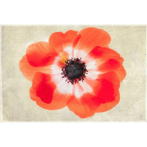 Close up of Anemone flower Black Modern Wood Framed Art Print by Frates, Dennis