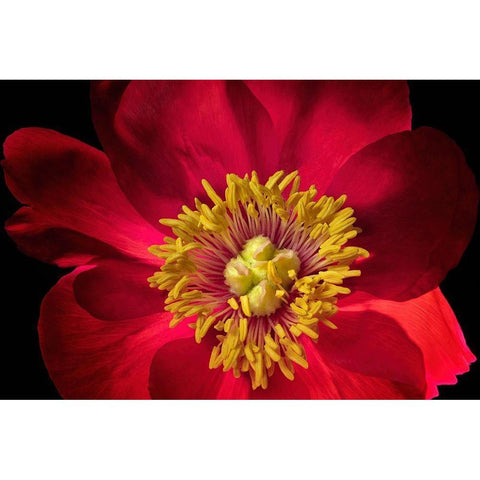Close up of peony flower White Modern Wood Framed Art Print by Frates, Dennis