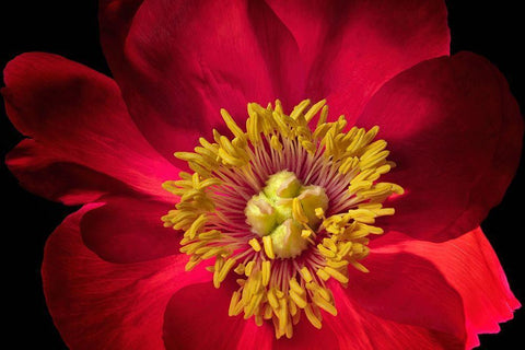 Close up of peony flower White Modern Wood Framed Art Print with Double Matting by Frates, Dennis