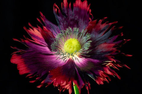 Close up of pooy flower Black Ornate Wood Framed Art Print with Double Matting by Frates, Dennis