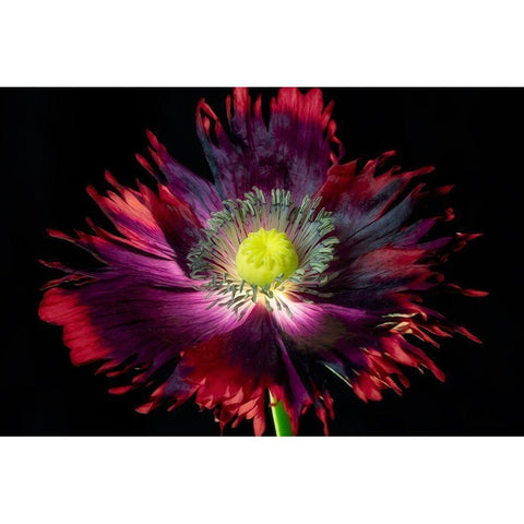 Close up of pooy flower Black Modern Wood Framed Art Print with Double Matting by Frates, Dennis