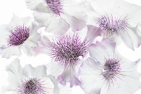 Close up of petunia flowers White Modern Wood Framed Art Print with Double Matting by Frates, Dennis