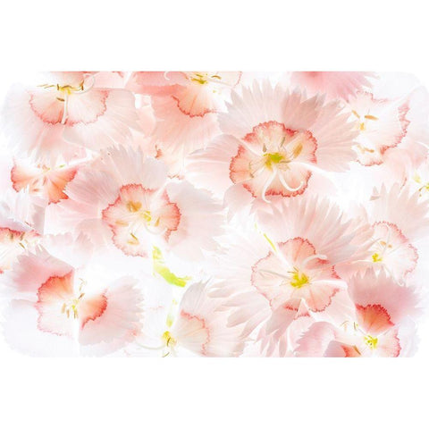 Â Close up of Dianthos flowers. Black Modern Wood Framed Art Print with Double Matting by Frates, Dennis