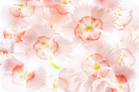 Â Close up of Dianthos flowers. White Modern Wood Framed Art Print with Double Matting by Frates, Dennis