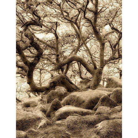 Moss covered oak trees in Wistmans Wood. Devon County. Dartmoor National Park, England White Modern Wood Framed Art Print by Frates, Dennis