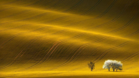 Majestic Field with White Trees White Modern Wood Framed Art Print with Double Matting by Uladzislau, S.