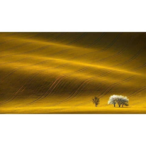 Majestic Field with White Trees Black Modern Wood Framed Art Print with Double Matting by Uladzislau, S.