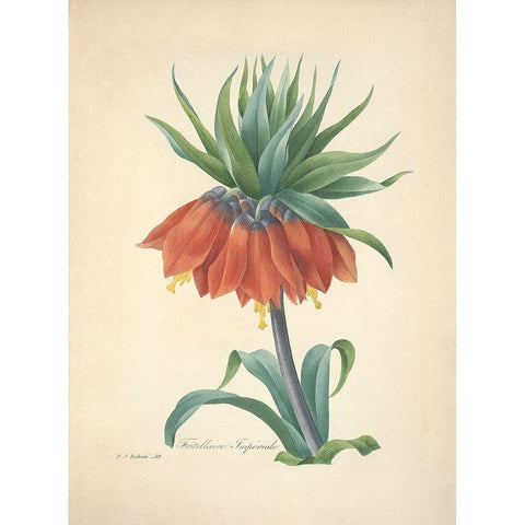 Fritillaire Imperiale Gold Ornate Wood Framed Art Print with Double Matting by Redoute, P. J.