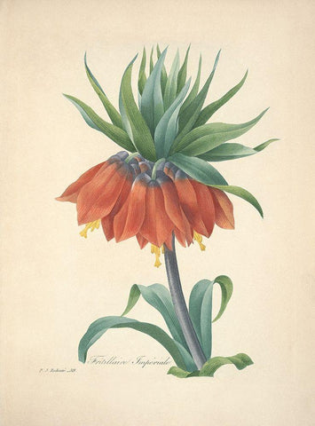 Fritillaire Imperiale White Modern Wood Framed Art Print with Double Matting by Redoute, P. J.