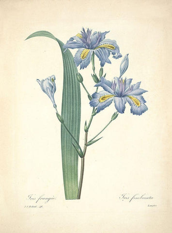 Iris Frangee  White Modern Wood Framed Art Print with Double Matting by Redoute, P. J.