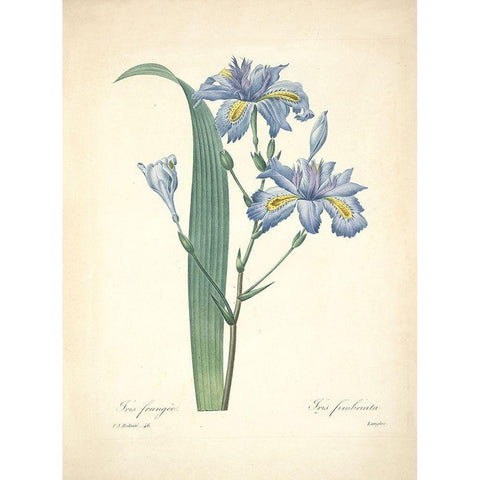 Iris Frangee  Gold Ornate Wood Framed Art Print with Double Matting by Redoute, P. J.