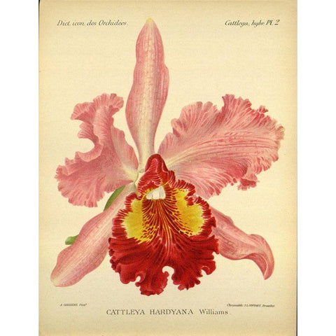 Orchid, Catlleya Hardyana Gold Ornate Wood Framed Art Print with Double Matting by Goossens, A.