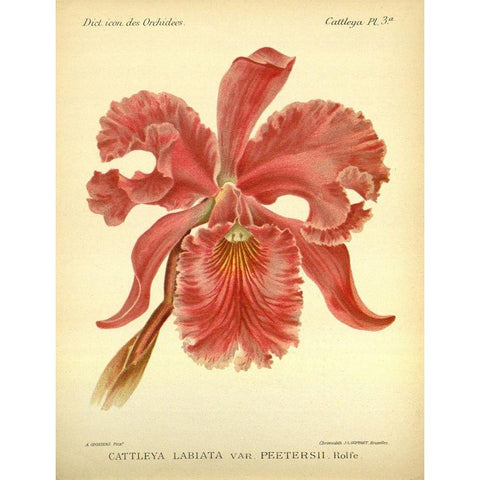 Orchid, Catlleya Labiata Gold Ornate Wood Framed Art Print with Double Matting by Goossens, A.