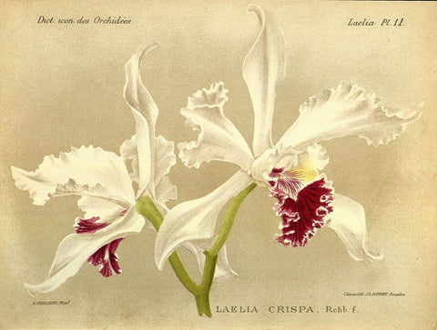 Orchid, Laelia Crispa Black Ornate Wood Framed Art Print with Double Matting by Goossens, A.