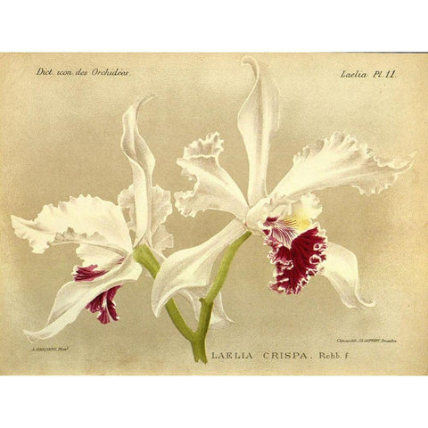 Orchid, Laelia Crispa Gold Ornate Wood Framed Art Print with Double Matting by Goossens, A.