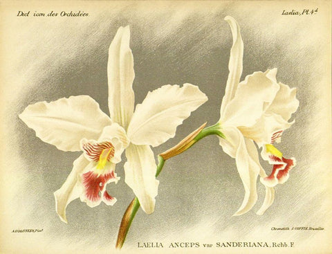 Orchid, Laelia Anceps Black Ornate Wood Framed Art Print with Double Matting by Goossens, A.